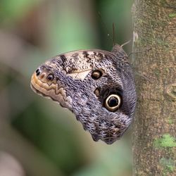 Close-up of butterfly on tree trunk