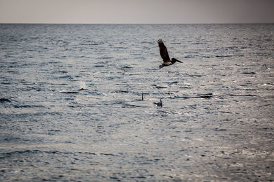 View of birds in sea against sky