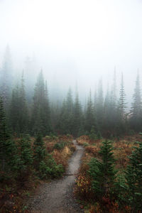 Scenic view of foggy forest