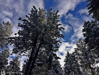 Low angle view of trees against cloudy sky