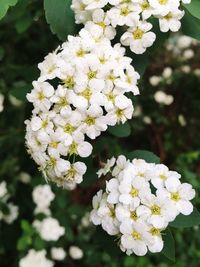 Close-up of white flowers