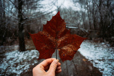 Person holding maple leaves during autumn