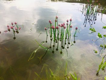 High angle view of plant floating on lake