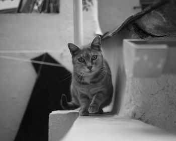 Close-up portrait of cat sitting