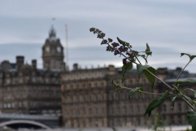 Close-up of plant against building