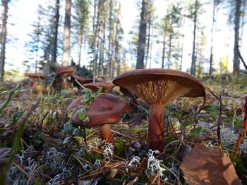 Close-up of mushroom on field