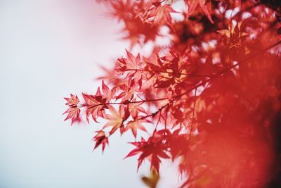 Red maple leaves on during autumn wigs against white background