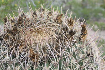 Close-up of plants on field