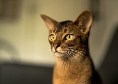 Close-up portrait of cat