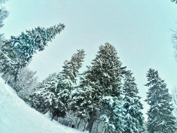 Low angle view of pine trees against sky during winter