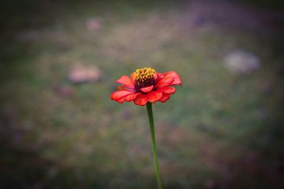 Close-up of red poppy flower