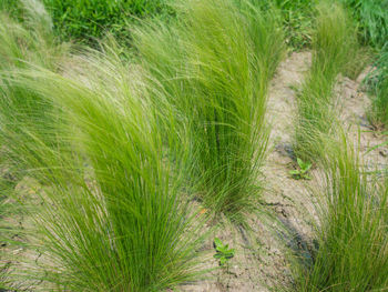 Grass growing on field