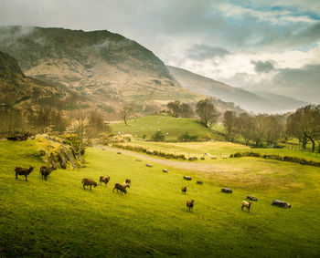 Sheep grazing on field against sky