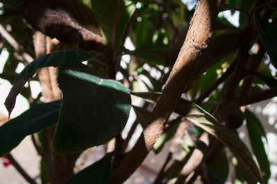 Close-up of lizard on tree