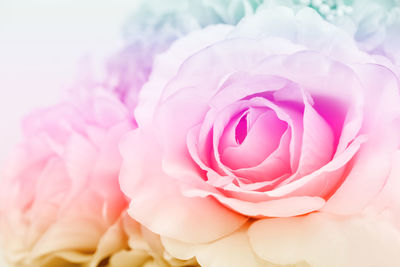 Close-up of pink rose