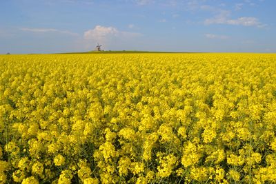 Scenic view of oilseed rape field against sky, bretagne, france