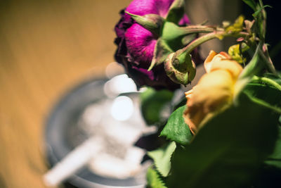 Close-up of purple flowering plant