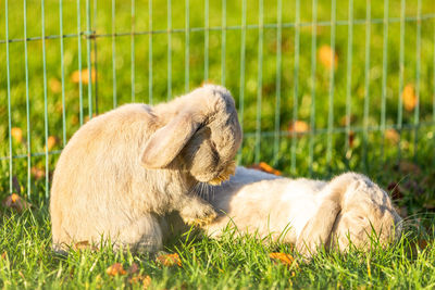 View of a bunnys relaxing on grass