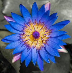 Close-up of purple and blue flower