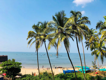 Palm trees on beach against blue sky