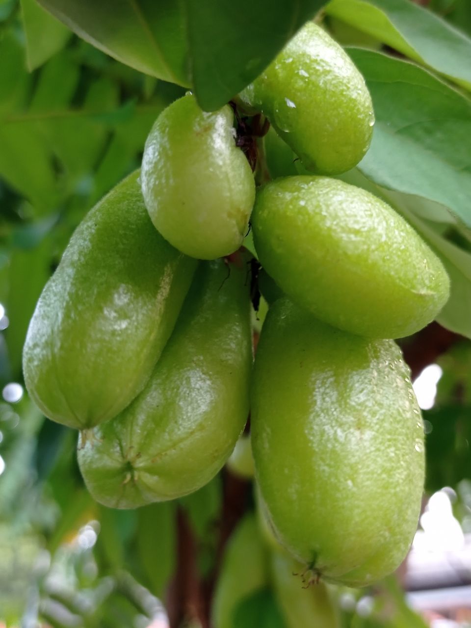 CLOSE-UP OF FRESH GREEN FRUIT