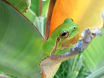 Close-up of lizard on leaf