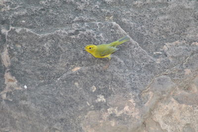 High angle view of a bird on rock