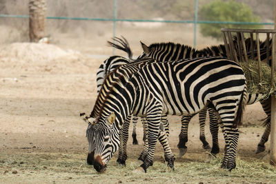 View of zebra in zoo