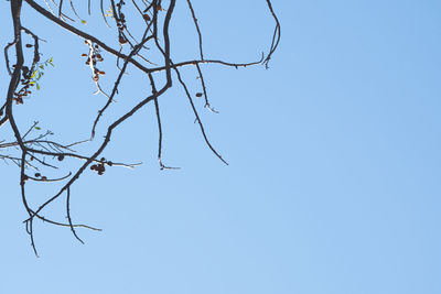 Low angle view of bare tree against clear sky