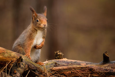 Close-up of squirrel