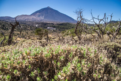 Scenic view of landscape against clear sky