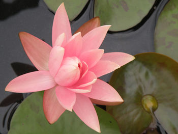 Close-up of pink lotus water lily in lake