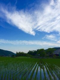 Scenic view of field against cloudy sky