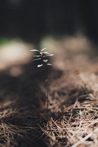 Close-up of plant on field