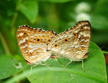 Close-up of butterfly on leaves