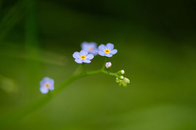 Close-up of white flowers