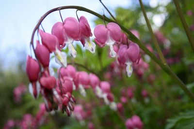 Close-up of pink flowers