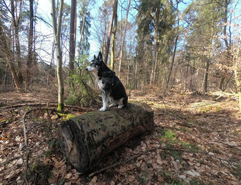 Cat on tree trunk in forest