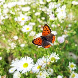 Butterfly on flower