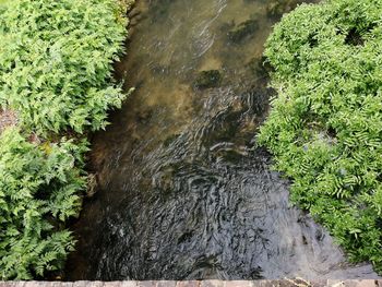 High angle view of water flowing in forest
