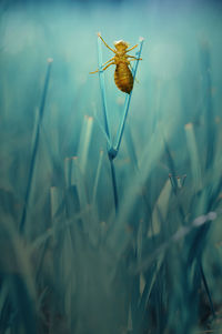 Close-up of insect on grass at field