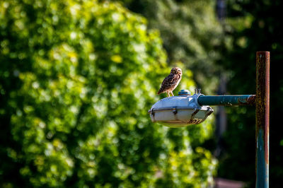 Close-up of bird perching on a feeder