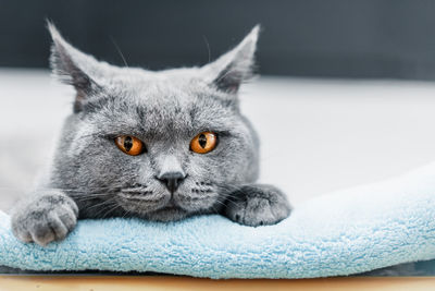 Close-up portrait of a cat