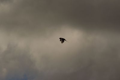 Low angle view of eagle flying against sky