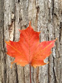 Close-up of maple leaves on tree trunk