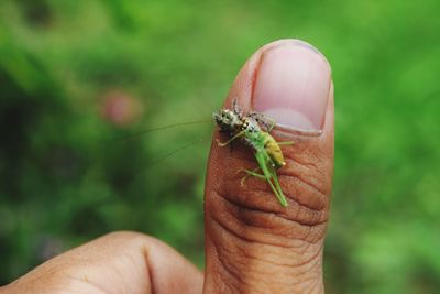 Close-up of insect on hand