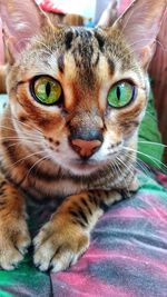 Close-up portrait of tabby cat