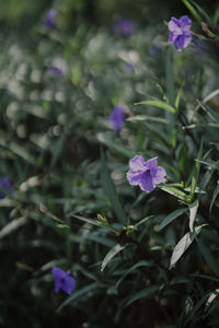 Close-up of purple flowering plant