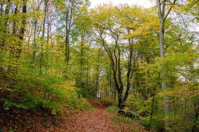 Trees growing in forest during autumn