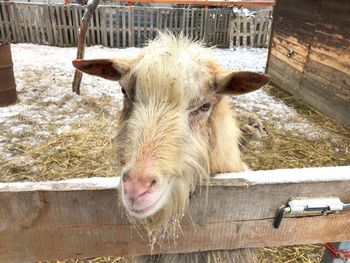 Close-up of goat in pen